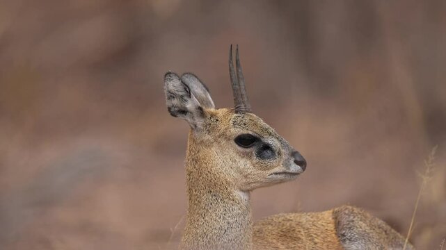 African Klipspringer Antelope, (Oreotragus oreotragus), rock-climbing antelope, males have horns, resident in mountains of eastern and southern Africa. Slow motion, 25 percent natural speed.