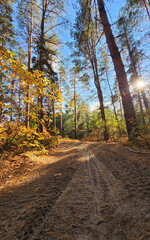 Fototapeta premium Autumn pine forest, autumn colors, sunny day. Ukraine, Dnipro.