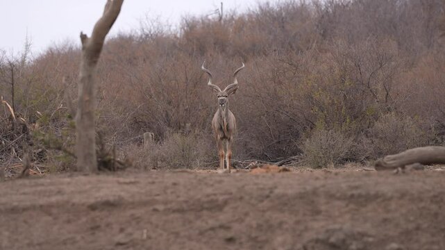 African Greater kudu, Tragelaphus strepsiceros, of eastern and southern Africa. A magnificent bull with huge spiral horns, approaches a waterhole during the winter dry season. Slow motion, 25 percent 