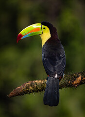 A toucan in the rainforest of Costa Rica