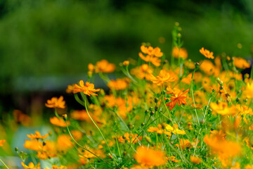 Obraz premium Golden Cosmos Flowers in Bloom
