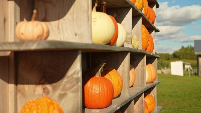 Idyllic autumn farm pumpkin harvest set up as decorative pumpkin wall for tourist photography. Evening at pumpkin farm. October pumpkin patch during seasonal holidays Thanksgiving day and Family day.