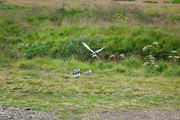 Bird flying over green grass