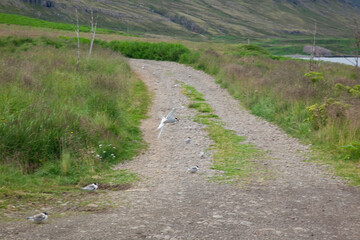 Bird flying over green grass