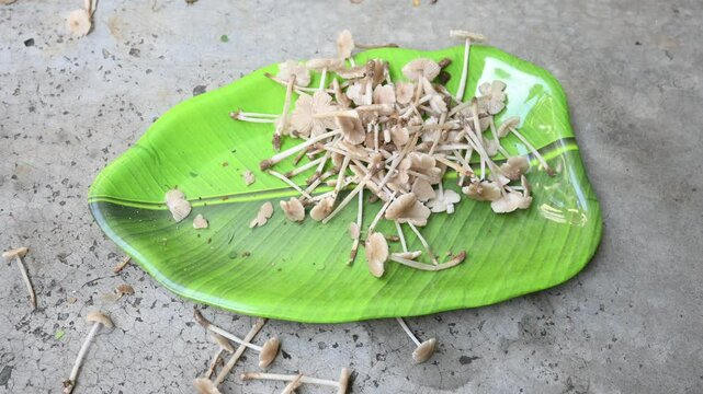 Termitomyces mushrooms. It is&nbsp;a genus of edible mushrooms that grow in association with termite nests.&nbsp;These known for their taste. They are rich in vitamins and they increase the immunity of our body
