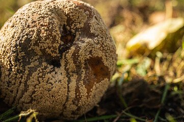 spoiled apple, close-up view, fungus, rot