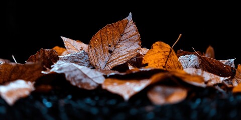 Autumn Leaves Macro Photography    Close Up of Brown Fall Foliage
