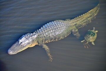 Alligator and Turtle
