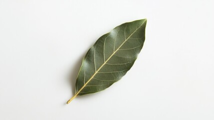 Obraz premium Single Bay Leaf on a White Background