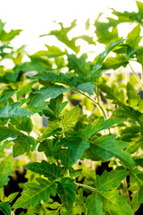 Seedling of tomatoes close-up. Tomato sprouts grown at home from seeds
