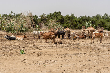 Brown bulls and camels in desert, Danakil depression, Afar Region, Ethiopia