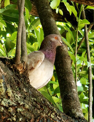 beautiful pigeon perch in branch of tree. freedom animal sign and symbol.