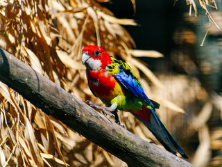 Bunter Papagei auf einem Ast