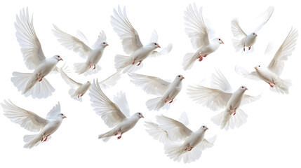 Obraz premium Elegant white doves in graceful flight display