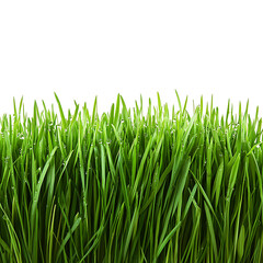 Fresh green grass with dew drops on a white background