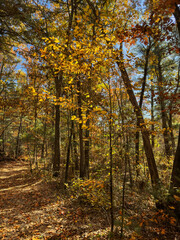 Obraz premium The path behind my house - leading off into the woods behind a suburban home on a sunny Autumn morning