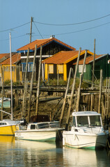 Huitre, Ostrea edulis, Port ostreicole, La Tremblade, 17, Charente Maritime, France © JAG IMAGES