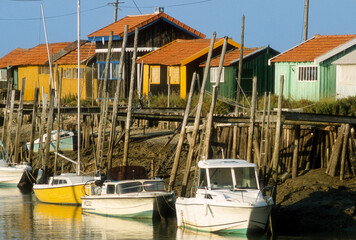 Huitre, Ostrea edulis, Port ostreicole, La Tremblade, 17, Charente Maritime, France