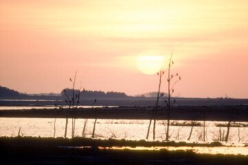 Grand cormoran; coucher de soleil; lac d'Orient; Parc naturel r&eacute;gional de la for&eacute;t d'Orient; region Champagne Ardennes; 10, Aube, France