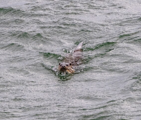 Otter swimming in the loch
