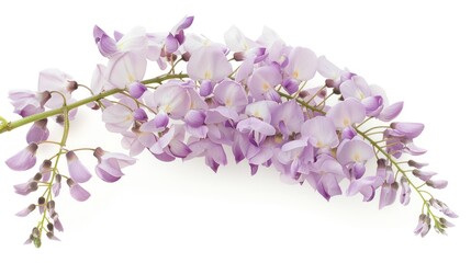 A Delicate Branch of Pale Lavender Wisteria Blossoms