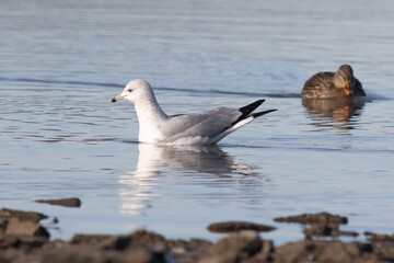 seagull in the water