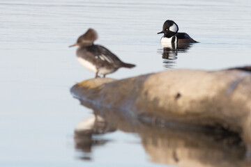 waterfowl on the water