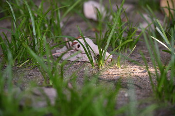 green grasses field in stadium