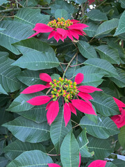 Poinsettia flower plant - Christmas