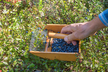 mans hand with grate, raking wild blueberries in the forest