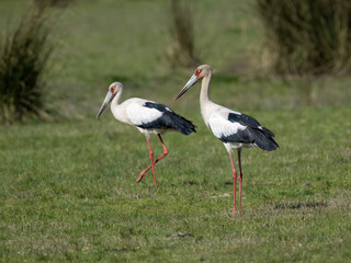 Maguari Storks foraging on the field