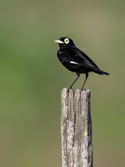 Spectacled Tyrant on fence post against green background