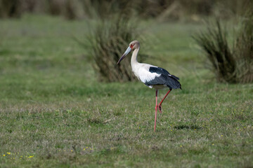 Maguari Stork foraging on the field