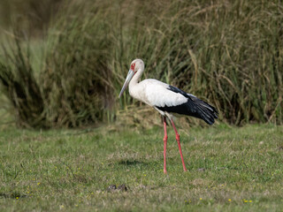 Maguari Stork foraging on the field