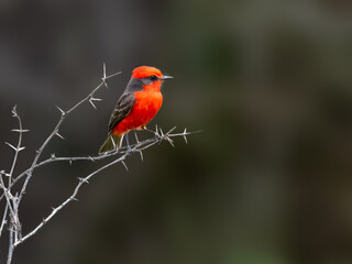 Vermilion Flycatcher on tree branch against green background