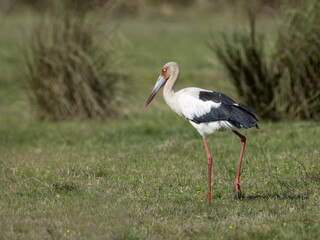 Obraz premium Maguari Stork foraging on the field