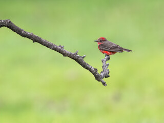 Vermilion Flycatcher on tree branch against green background