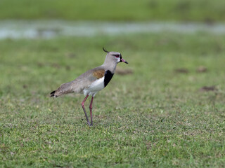 Naklejka premium Southern Lapwing on green grass portrait