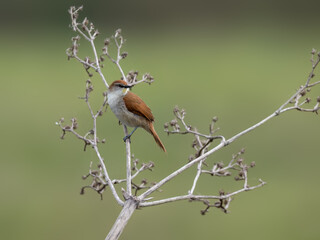 Yellow-chinned Spinetail on tree branch against green background