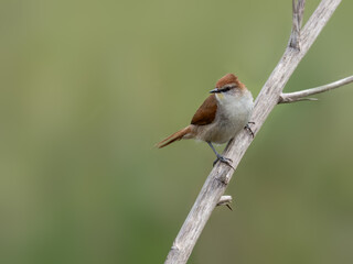 Yellow-chinned Spinetail on tree branch against green background