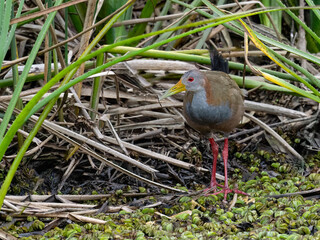 Giant Wood-Rail foraging on the pond