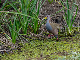 Giant Wood-Rail foraging on the pond