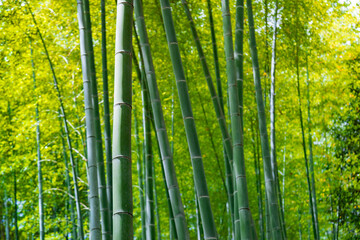 Fototapeta premium Close up of Arashiyama bamboo forest, Kyoto, Japan 