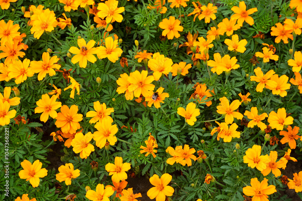 Aufkleber background of autumn marigolds. marigolds complement the golden autumn range with their yellow color
