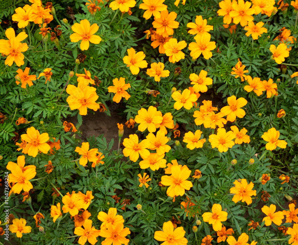 Aufkleber background of autumn marigolds. marigolds complement the golden autumn range with their yellow color
