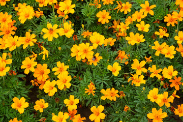 Obraz premium Background of autumn marigolds. Marigolds complement the Golden Autumn range with their yellow color. 