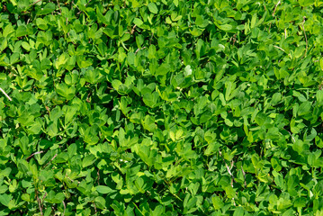 Obraz premium Folhas verdes