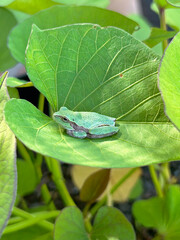 Tiny tree frog sitting on a leaf