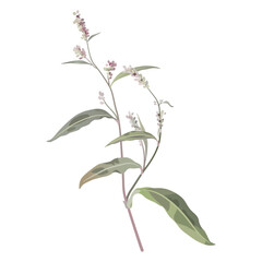 Blooming branch of Polygonum plant. Knotweed or Smartweed flower. Isolated floral illustration. 