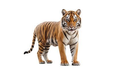 Obraz premium Bengal Tiger on white background isolated 